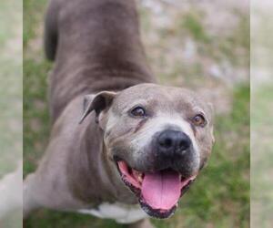 American Staffordshire Terrier Dogs for adoption in Gainesville, FL, USA