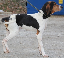 English Foxhound-Treeing Walker Coonhound Mix Dogs for adoption in Lovingston, VA, USA