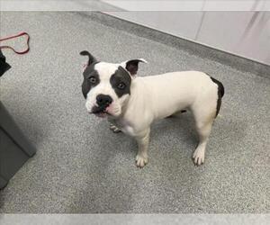 American Pit Bull Terrier Dogs for adoption in Fort Collins, CO, USA