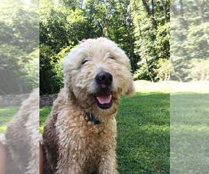 Goldendoodle Dogs for adoption in Morganville, NJ, USA