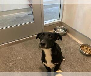 Dachshund-Labrador Retriever Mix Dogs for adoption in Berkeley , CA, USA