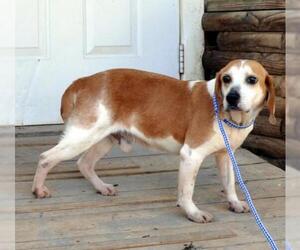 Beagle Dogs for adoption in Siler City, NC, USA