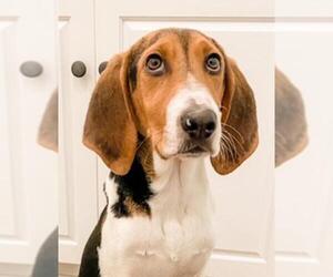 Treeing Walker Coonhound-Unknown Mix Dogs for adoption in Cary, NC, USA