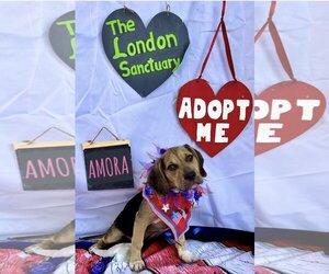 Mutt Dogs for adoption in Sanderson, FL, USA