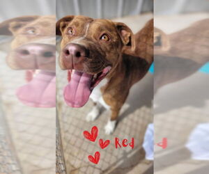 American Pit Bull Terrier-Unknown Mix Dogs for adoption in Monte Vista, CO, USA