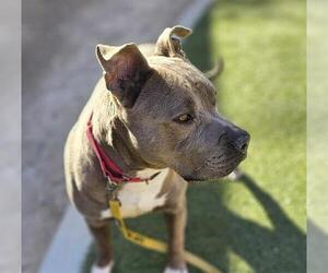 American Pit Bull Terrier-Unknown Mix Dogs for adoption in Las Vegas, NV, USA