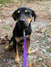 Labrottie Dogs for adoption in Roxboro, NC, USA