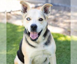 Siberian Husky-Unknown Mix Dogs for adoption in Camarillo, CA, USA