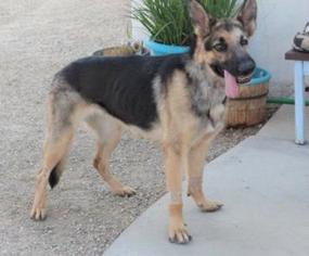 German Shepherd Dog Dogs for adoption in Santa Clarita, CA, USA