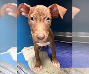 Labrador Retriever-Unknown Mix Dogs for adoption in Conroe, TX, USA