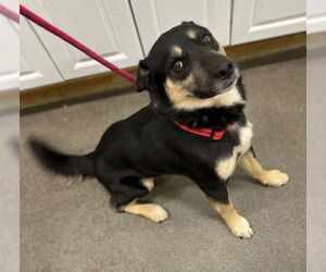 German Shepherd Dog-Siberian Husky Mix Dogs for adoption in Forestville, MD, USA
