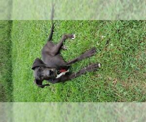 Great Dane Dogs for adoption in Granby, MO, USA