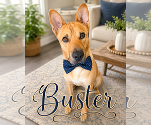 Mutt Dogs for adoption in Menifee, CA, USA