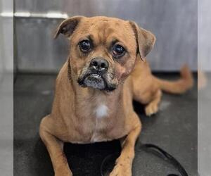 Pug-Unknown Mix Dogs for adoption in San Antonio, TX, USA