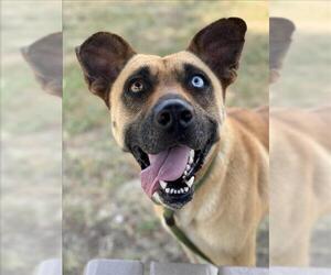 Black Mouth Cur-Unknown Mix Dogs for adoption in Conroe, TX, USA