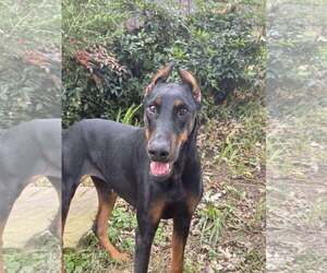 Doberman Pinscher Dogs for adoption in Aurora, OH, USA