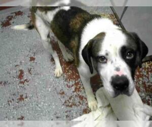 Saint Bernard Dogs for adoption in Atlanta, GA, USA