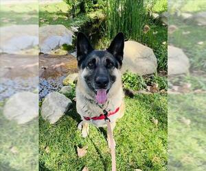 German Shepherd Dog Dogs for adoption in Santa Barbara, CA, USA