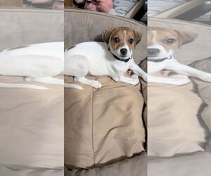 Jack Russell Terrier-Unknown Mix Dogs for adoption in MIDWAY, UT, USA