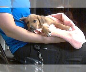 Labrador Retriever-Unknown Mix Dogs for adoption in Fayetteville, NC, USA