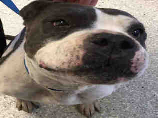 Staffordshire Bull Terrier Dogs for adoption in Lodi, CA, USA