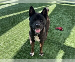 Akita Dogs for adoption in Pasadena, CA, USA