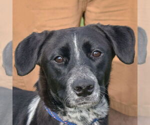 Border-Aussie Dogs for adoption in Huntley, IL, USA