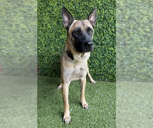 German Shepherd Dog-Unknown Mix Dogs for adoption in Naples, FL, USA
