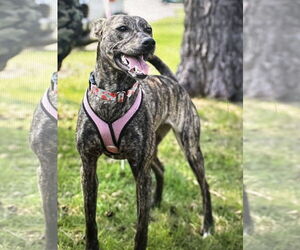 Mountain Cur-Whippet Mix Dogs for adoption in Brooklyn Center, MN, USA