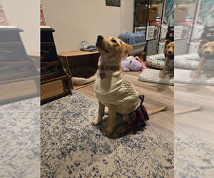 Labrador Retriever-Unknown Mix Dogs for adoption in Aurora, IN, USA