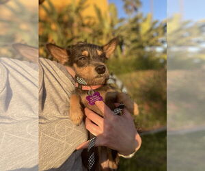 Chihuahua-Unknown Mix Dogs for adoption in Victorville, CA, USA
