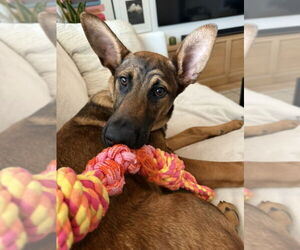 Doberman Pinscher-Unknown Mix Dogs for adoption in Santa Cruz, CA, USA