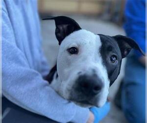 American Pit Bull Terrier Dogs for adoption in Redwood City, CA, USA