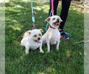 Bichon Frise Dogs for adoption in Fargo, ND, USA