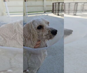 Maltipoo Dogs for adoption in Pacifica, CA, USA