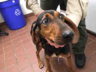Black and Tan Coonhound Dogs for adoption in Waynesville, NC, USA