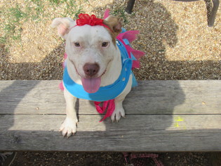 American Pit Bull Terrier Dogs for adoption in Columbus, MS, USA
