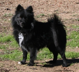 Pomeranian Dogs for adoption in Lake Elsinore, CA, USA