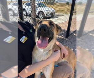 German Shepherd Dog-Unknown Mix Dogs for adoption in Fort Collins, CO, USA
