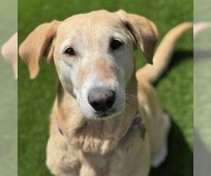 Labrador Retriever-Unknown Mix Dogs for adoption in San Diego, CA, USA