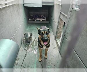 German Shepherd Dog-Unknown Mix Dogs for adoption in Pasadena, CA, USA