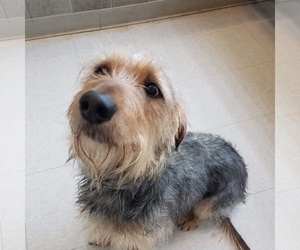Basschshund Dogs for adoption in Guthrie, OK, USA