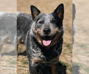 Mutt Dogs for adoption in Gretna, NE, USA