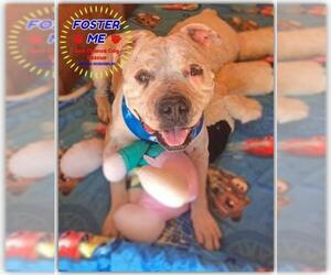 American Bulldog-Unknown Mix Dogs for adoption in Queen Creek, AZ, USA