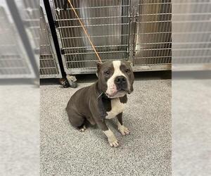 American Pit Bull Terrier Dogs for adoption in Houston, TX, USA