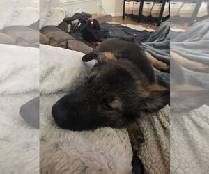 German Shepherd Dog-pomeranian spitz Mix Dogs for adoption in Princeton, MN, USA