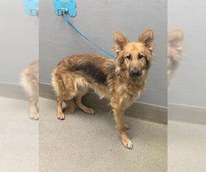 German Shepherd Dog-Unknown Mix Dogs for adoption in Las Vegas, NV, USA