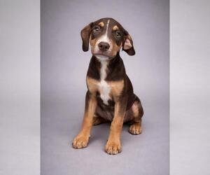 Labrador Retriever-Unknown Mix Dogs for adoption in Rockwall, TX, USA