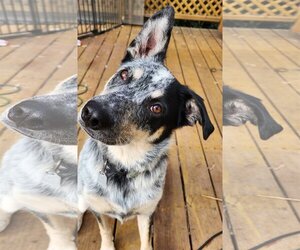 Blue Lacy Dogs for adoption in Lafayette, CA, USA