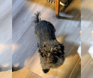 Mutt Dogs for adoption in St. Louis Park, MN, USA